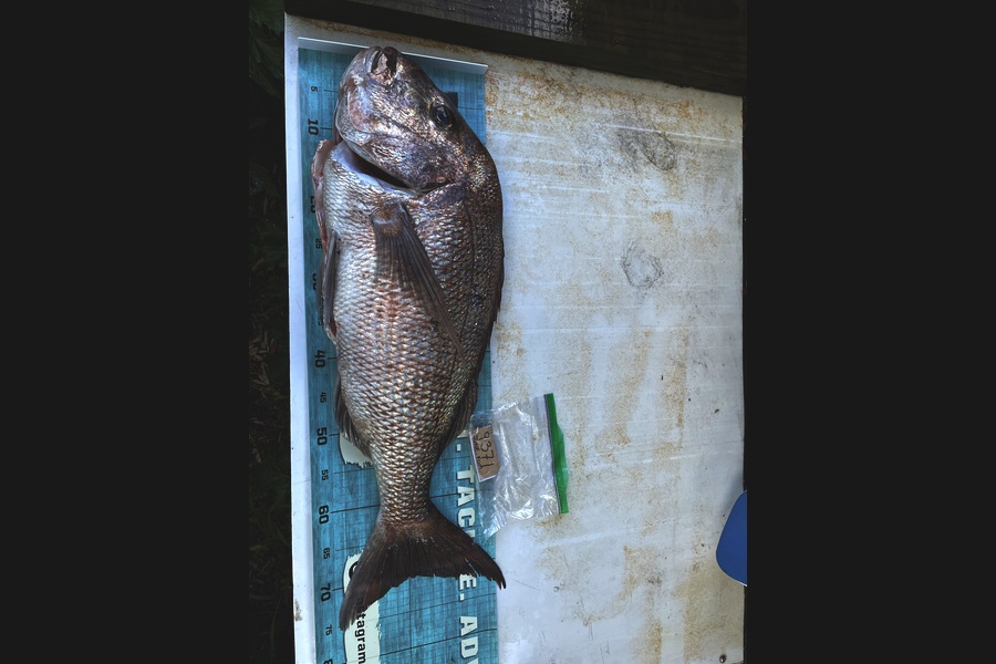 Brian Price caught this 68cm Snapper at Auckland during The Export NZ Fishing Competition