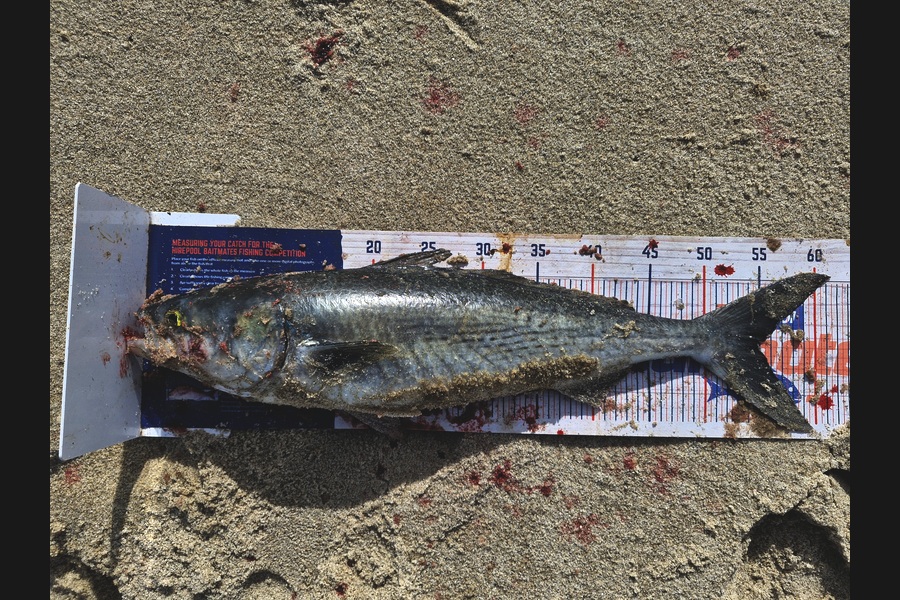 Craig Nelder caught this 54.5cm Kahawai at Northland during The Export NZ Fishing Competition