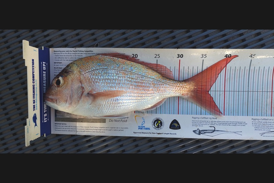 Janet Attwood caught this 36.5cm Snapper at Northland during The Export NZ Fishing Competition
