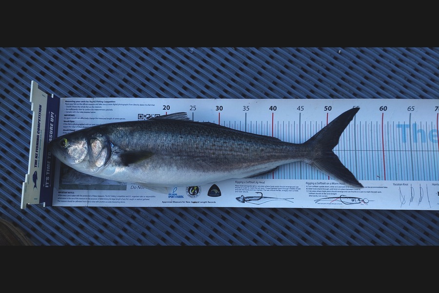 Janet Attwood caught this 50.5cm Kahawai at Northland during The Export NZ Fishing Competition
