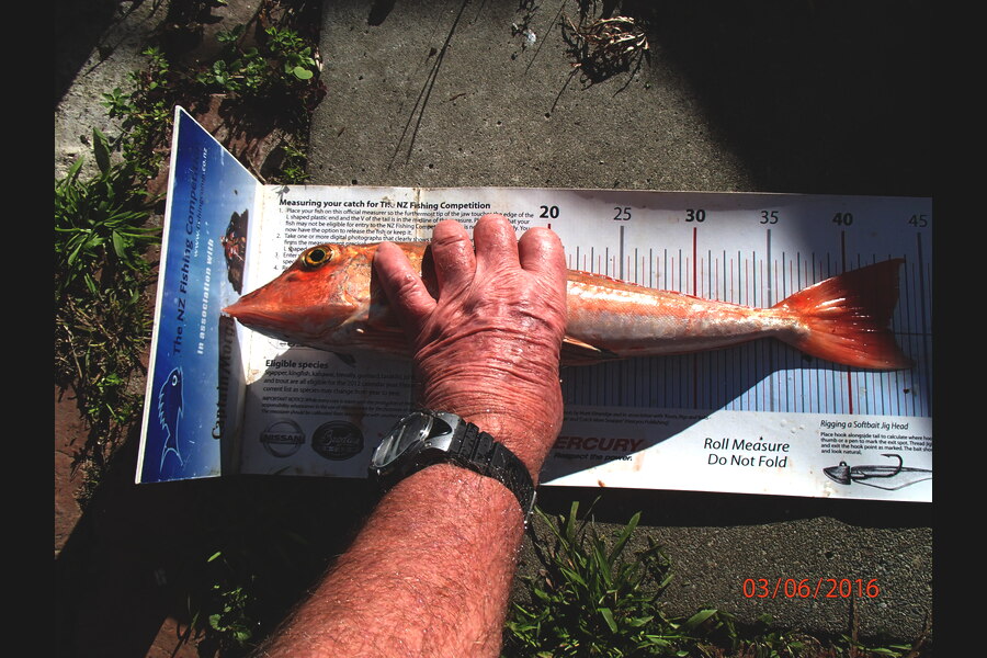 Ian R Hoskins caught this 42.5cm Gurnard at Cape Soucis, Okiwi Bay during The Export NZ Fishing Competition