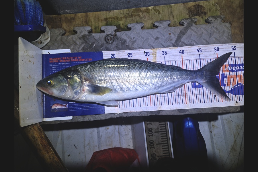 Craig Nelder caught this 49.0cm Kahawai at Northland during The Export NZ Fishing Competition