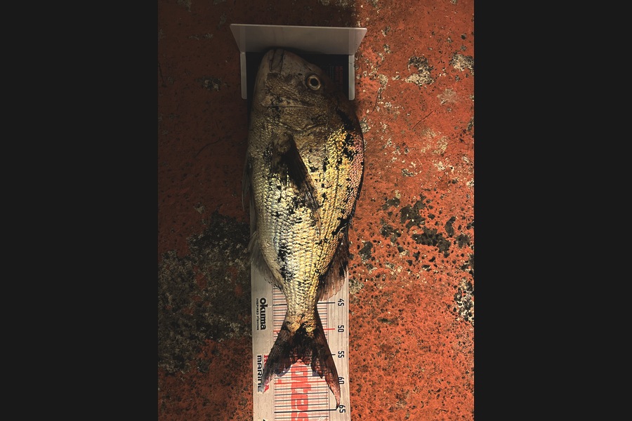 Joyson Dsilva caught this 55cm Snapper at Taranaki during The Export NZ Fishing Competition