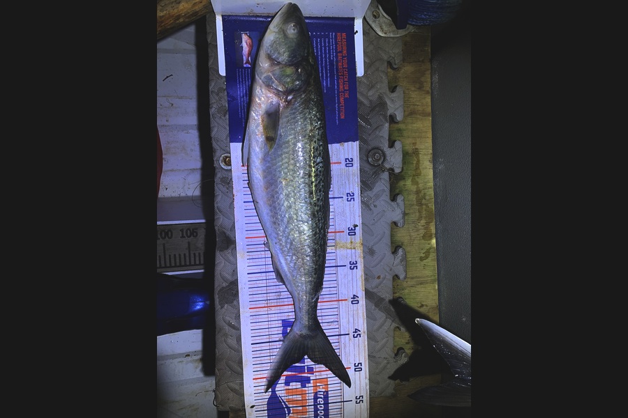 Rosie Phillips caught this 47.0cm Kahawai at Northland during The Export NZ Fishing Competition