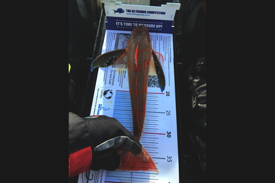 Ian Pedersen caught this 37.5cm Gurnard at Mathersons Bay during The Export NZ Fishing Competition