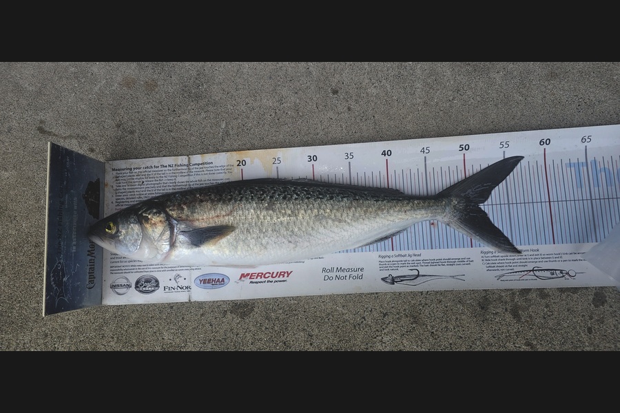 Frank van Vroonhoven caught this 51.0cm Kahawai at Bay of Plenty during The Export NZ Fishing Competition