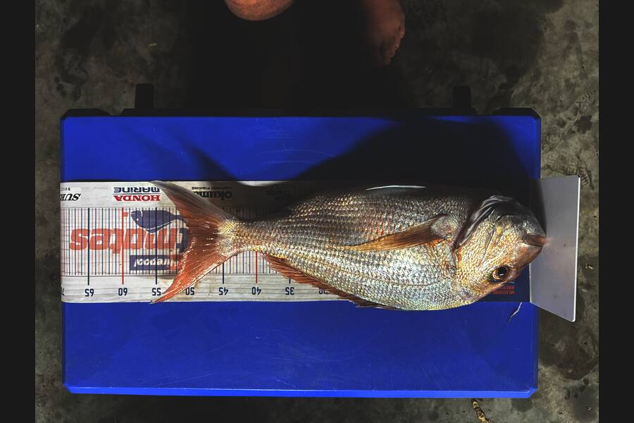 Peter Robb caught this 50.0cm Snapper at Coromandel during The Export NZ Fishing Competition