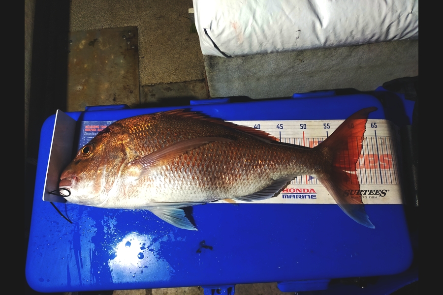 Len Clarke caught this 60.0cm Snapper at Northland during The Export NZ Fishing Competition