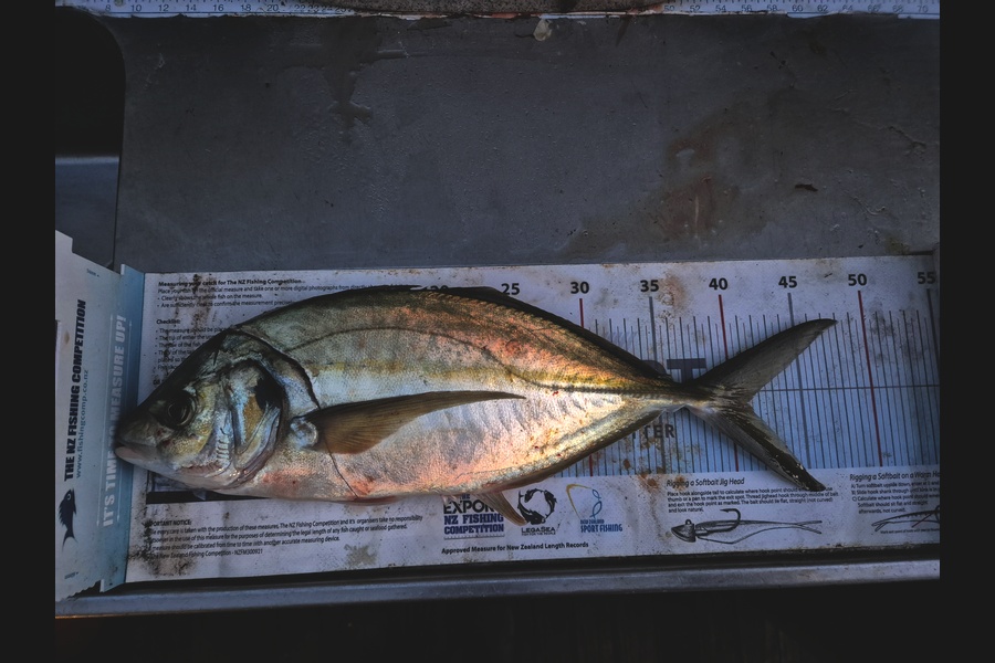 Jordan Boyd caught this 41.0cm Trevally at Wellington during The Export NZ Fishing Competition