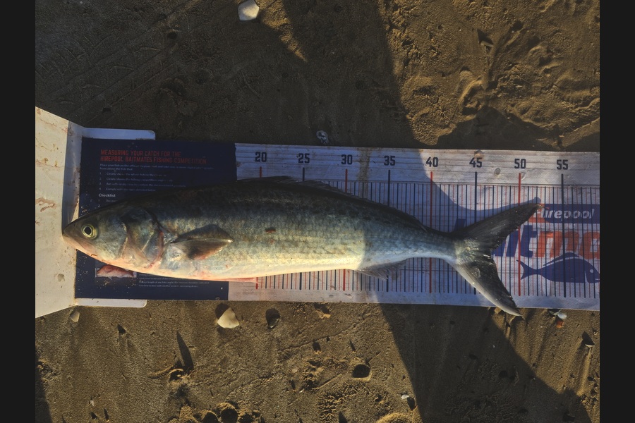 Craig Nelder caught this 46.5cm Kahawai at Northland during The Export NZ Fishing Competition