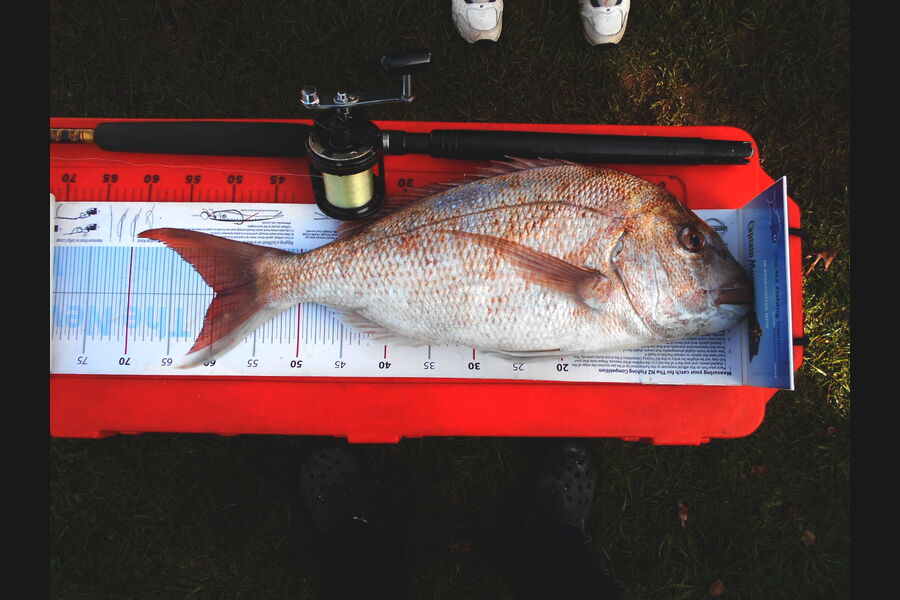 Ivo Jurisich caught this 59.5cm Snapper at kaipara/over the bar during The Export NZ Fishing Competition