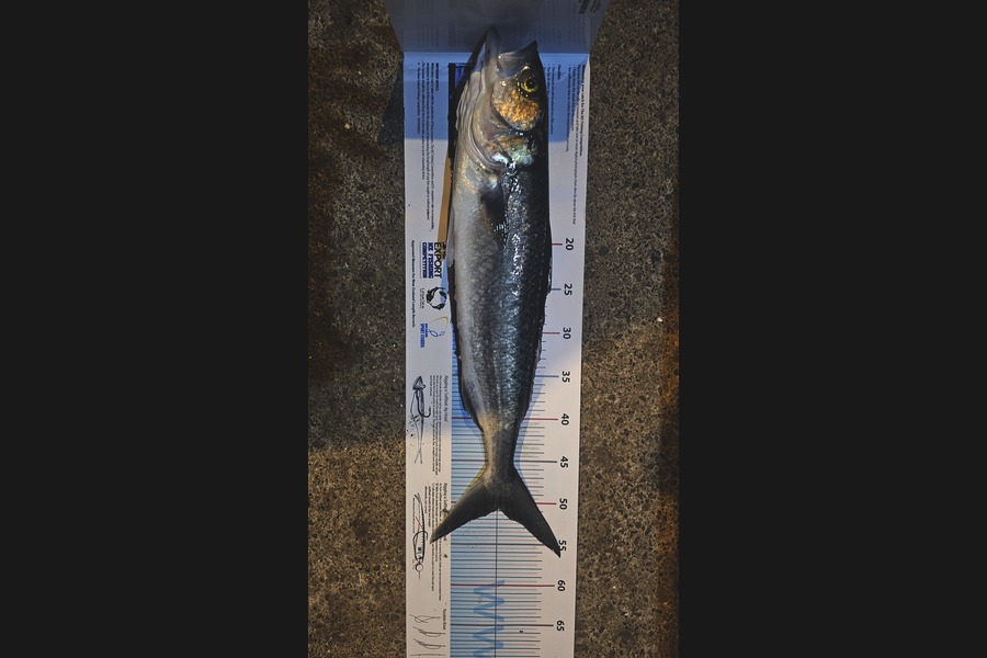 Hemi Rizvi caught this 51.0cm Kahawai at Manawatu during The Export NZ Fishing Competition
