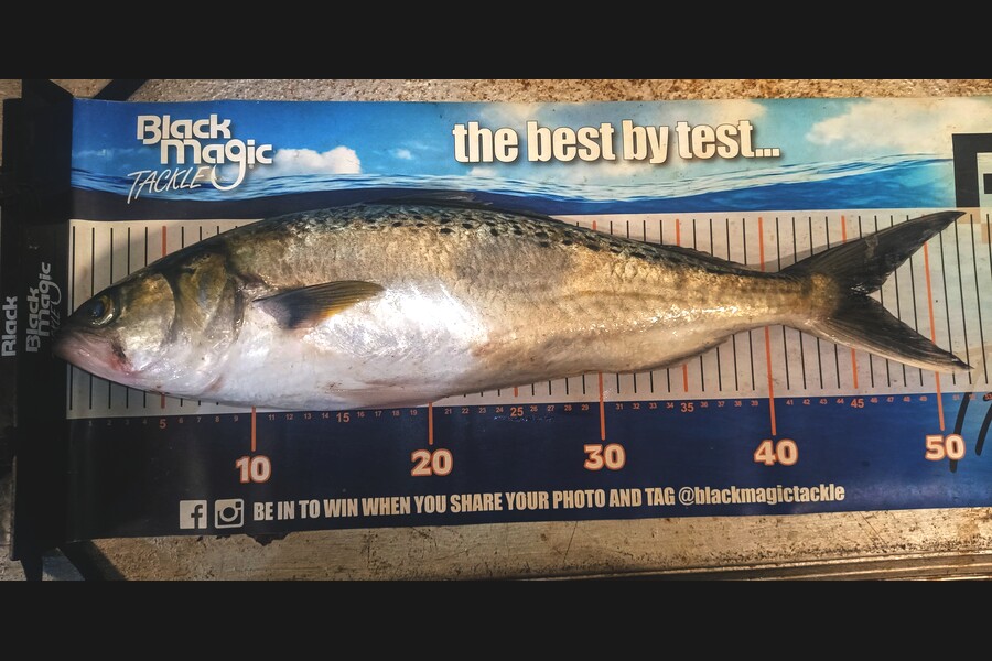 Colin Kerr caught this 46.0cm Kahawai at Bay of Plenty during The Export NZ Fishing Competition