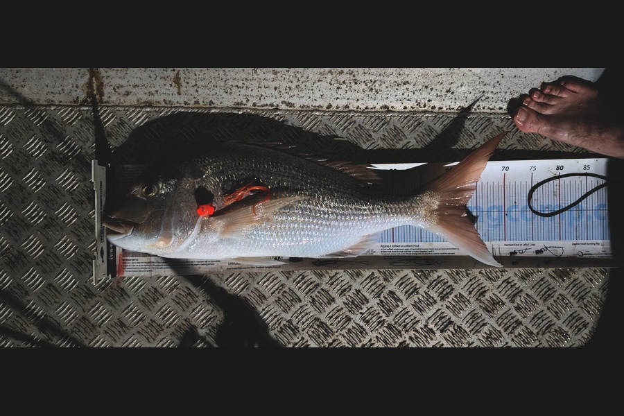 Justin Dodds caught this 63.0cm Snapper at Northland during The Export NZ Fishing Competition