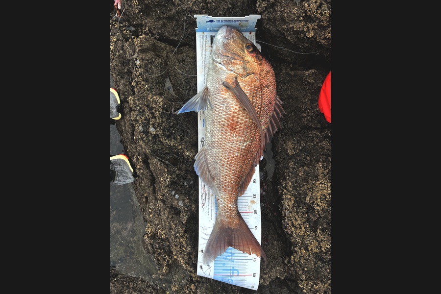David Croucher caught this 70.0cm Snapper at Northland during The Export NZ Fishing Competition