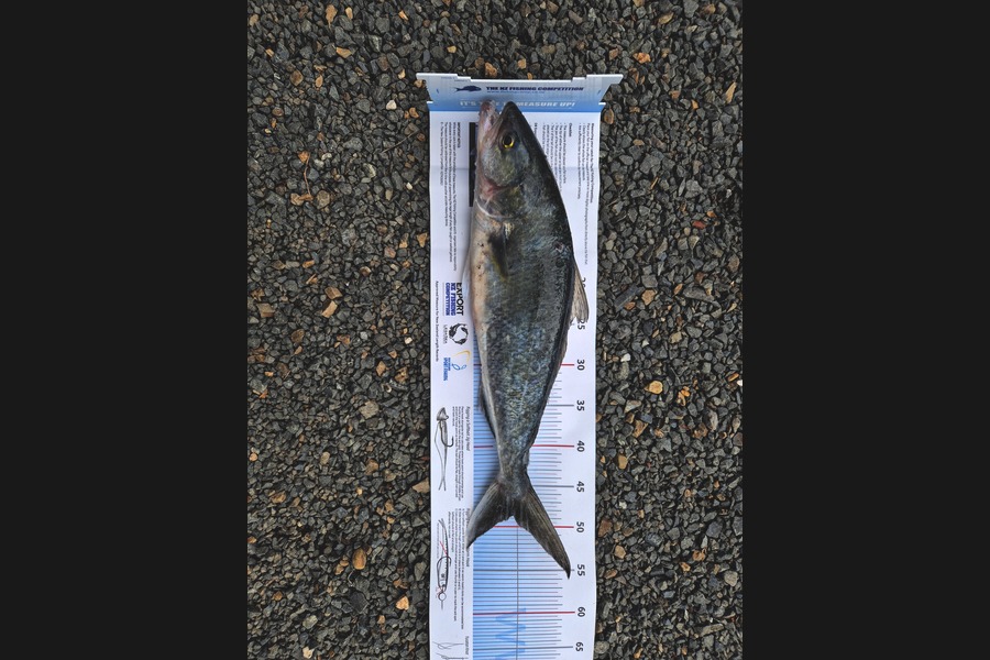 Carla Goudie  caught this 48.5cm Kahawai at Coromandel during The Export NZ Fishing Competition