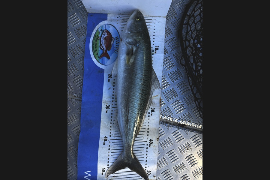 Steve Worthington caught this 48.5cm Kahawai at Northland during The Export NZ Fishing Competition