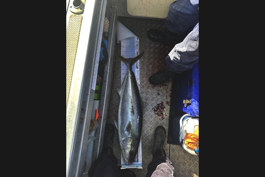 Andrew Foster caught this 107.5cm Kingfish at Nelson/Marlborough during The Export NZ Fishing Competition