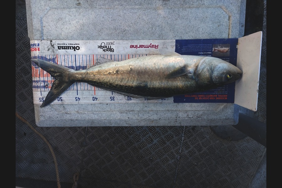 Brett Wilson caught this 50.5cm Kahawai at Wellington during The Export NZ Fishing Competition