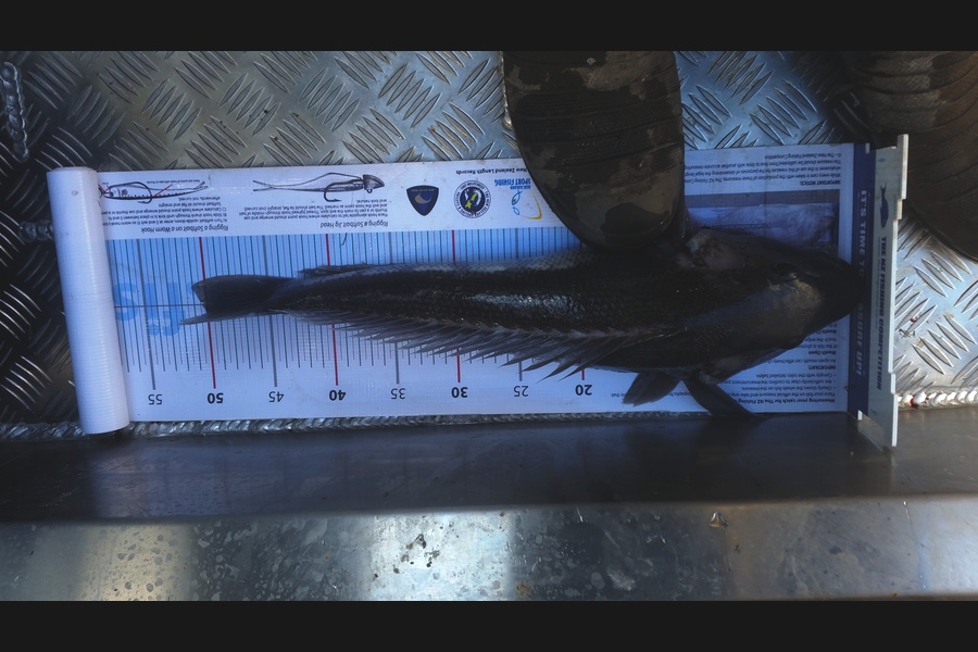 Michael  Topp  caught this 50.0cm Blue Cod at Durvil island during The Export NZ Fishing Competition