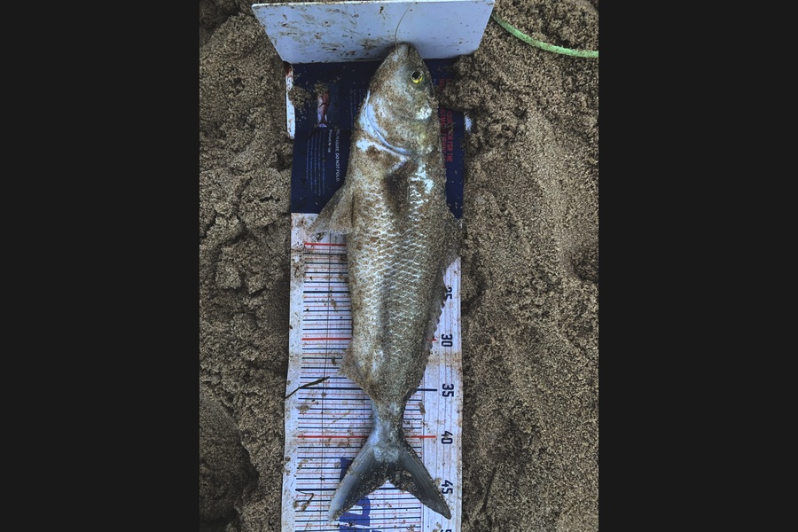Rosie Phillips caught this 44.0cm Kahawai at Northland during The Export NZ Fishing Competition