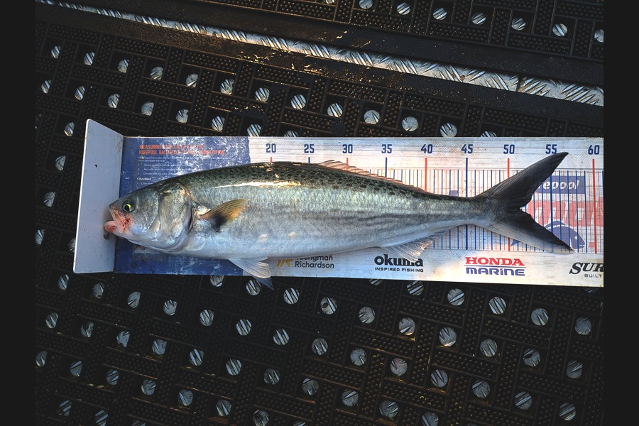 Harry Kovacs caught this 51.0cm Kahawai at Wellington during The Export NZ Fishing Competition