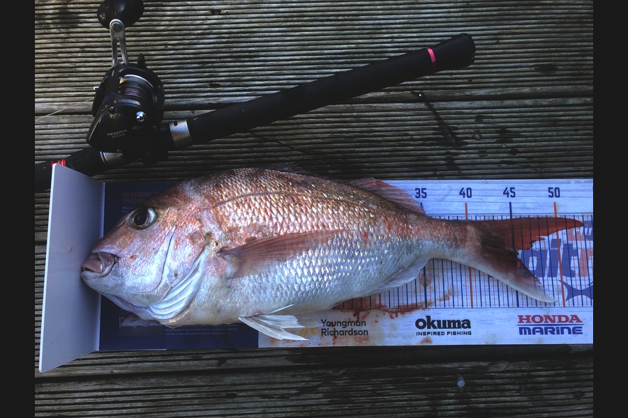Andrew Froome caught this 45.0cm Snapper at Taranaki during The Export NZ Fishing Competition