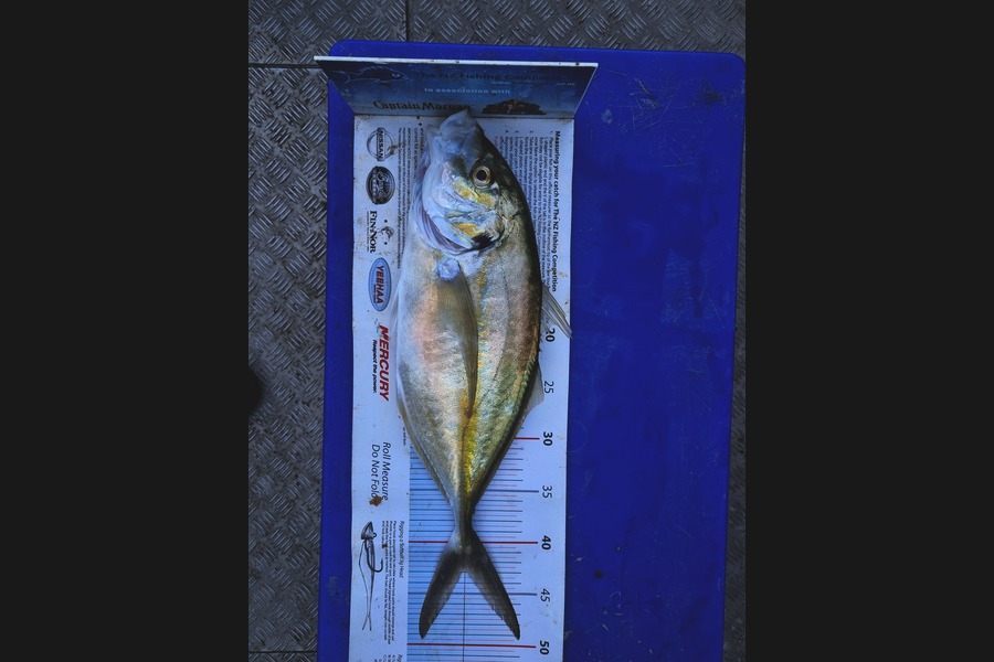 Darren Jones caught this 42.5cm Trevally at Bay of Plenty during The Export NZ Fishing Competition