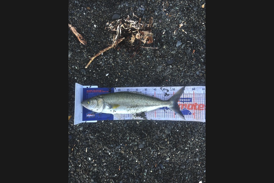 Adam Harrison caught this 51.5cm Kahawai at Wellington during The Export NZ Fishing Competition