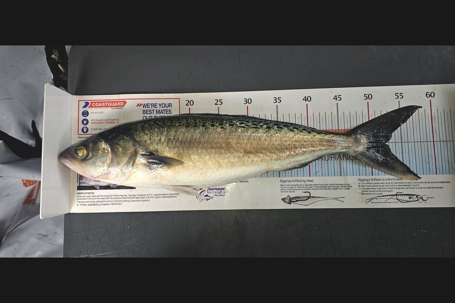 Frank van Vroonhoven caught this 52.5cm Kahawai at Bay of Plenty during The Export NZ Fishing Competition