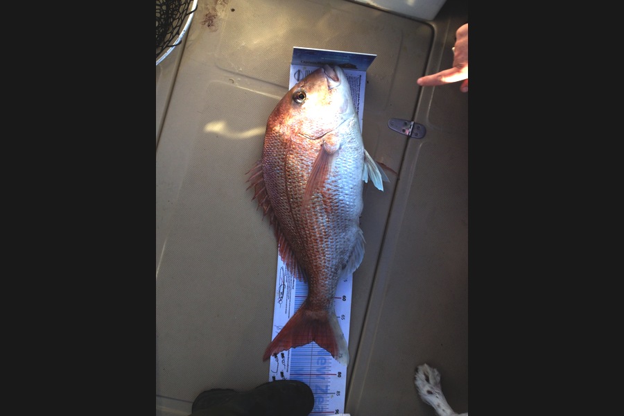 Jon   Mayne caught this 71.0cm Snapper at Mana during The Export NZ Fishing Competition