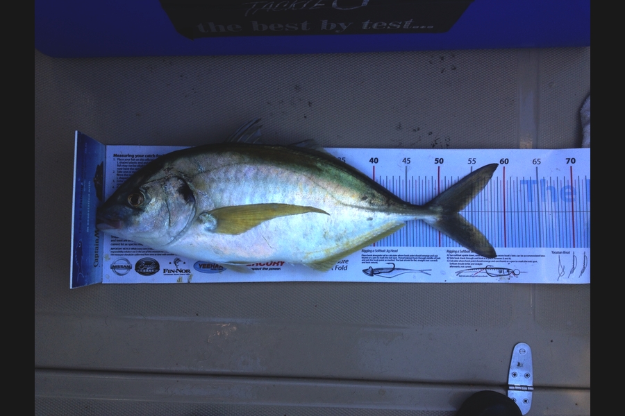 Jon   Mayne caught this 53.5cm Trevally at Mana during The Export NZ Fishing Competition
