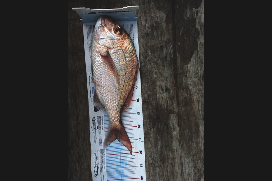 Mike Crawford caught this 44.0cm Snapper at Northland during The Export NZ Fishing Competition