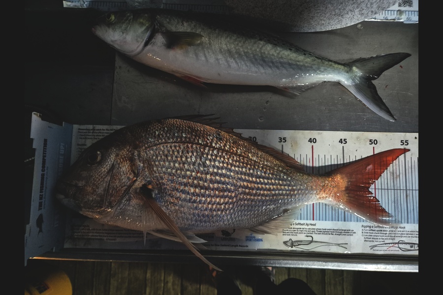 Jordan Boyd caught this 49.0cm Snapper at Wellington during The Export NZ Fishing Competition