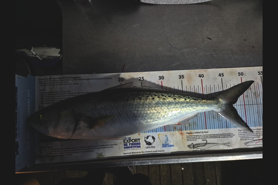 Jordan Boyd caught this 46.5cm Kahawai at Wellington during The Export NZ Fishing Competition