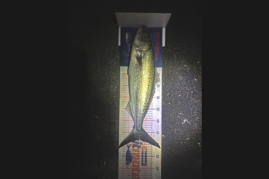 Adam Harrison caught this 48.0cm Kahawai at Wellington during The Export NZ Fishing Competition