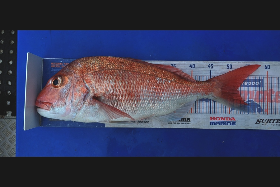 Barry  Howard caught this 52.5cm Snapper at Auckland during The Export NZ Fishing Competition