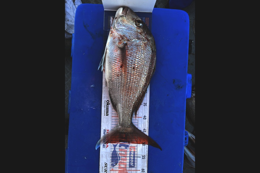 Kraig Steiner caught this 49.5cm Snapper at Northland during The Export NZ Fishing Competition