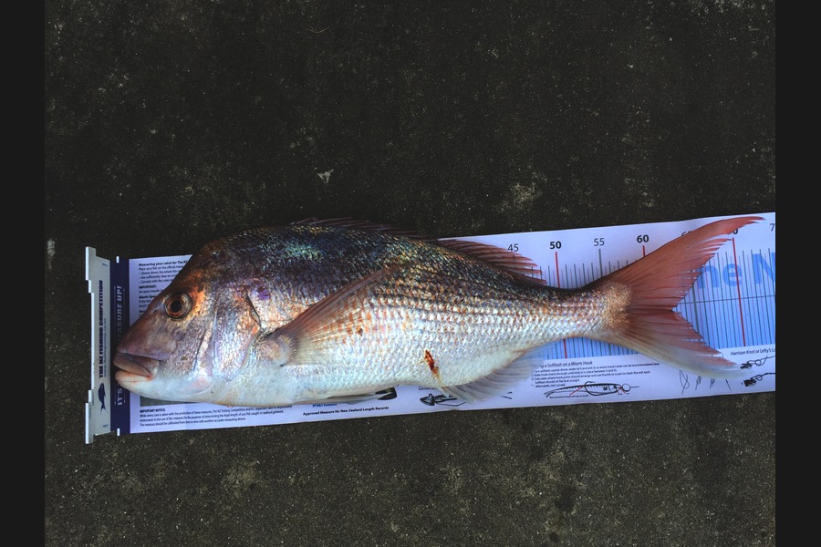 Richard Koekemoer caught this 61.5cm Snapper at Hair ski Gulf during The Export NZ Fishing Competition