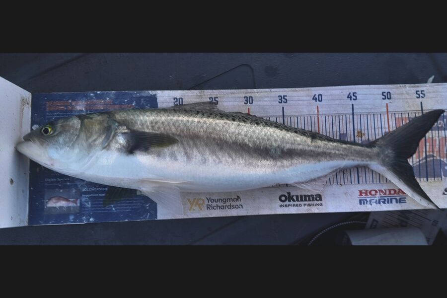 Leigh Page caught this 52.0cm Kahawai at Wellington during The Export NZ Fishing Competition