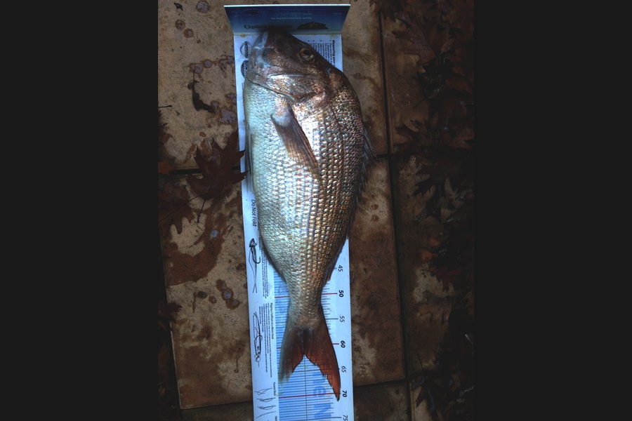 Mason Durry caught this 61.5cm Snapper at D'urville Island during The Export NZ Fishing Competition