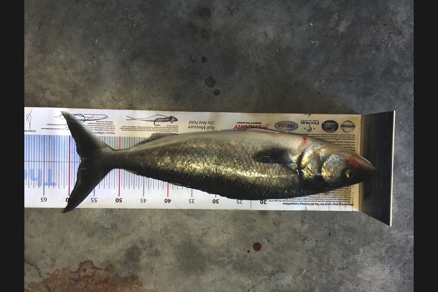 Johnny Huynen caught this 57.5cm Kahawai at Kapiti during The Export NZ Fishing Competition
