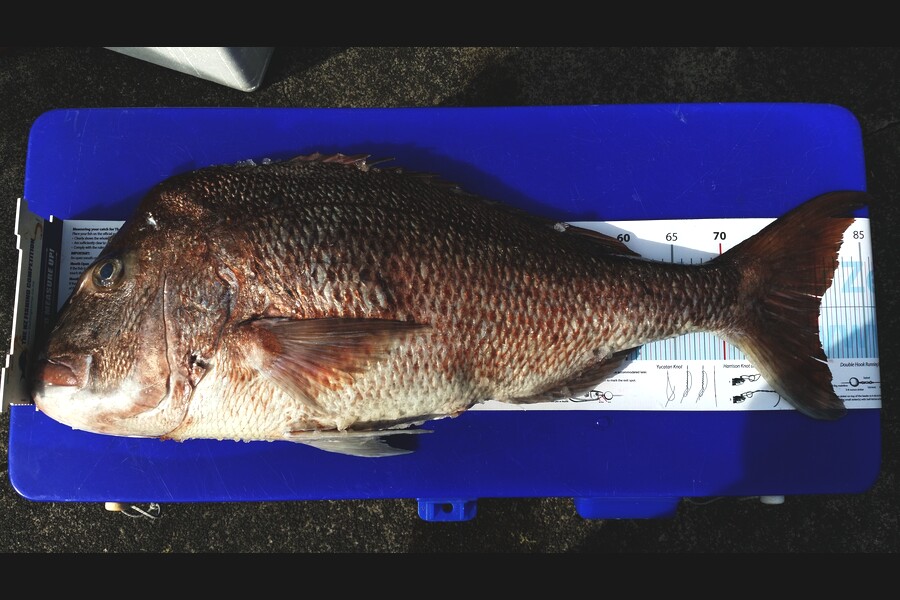 Karl Taylor caught this 80.0cm Snapper at Hauraki Gulf during The Export NZ Fishing Competition