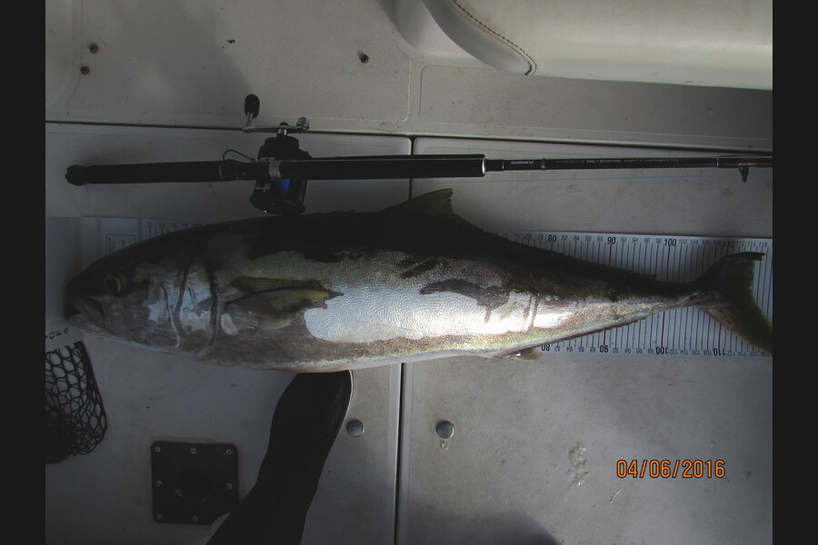 Dave Adams caught this 114.0cm Kingfish at Gt Barrier Island during The Export NZ Fishing Competition