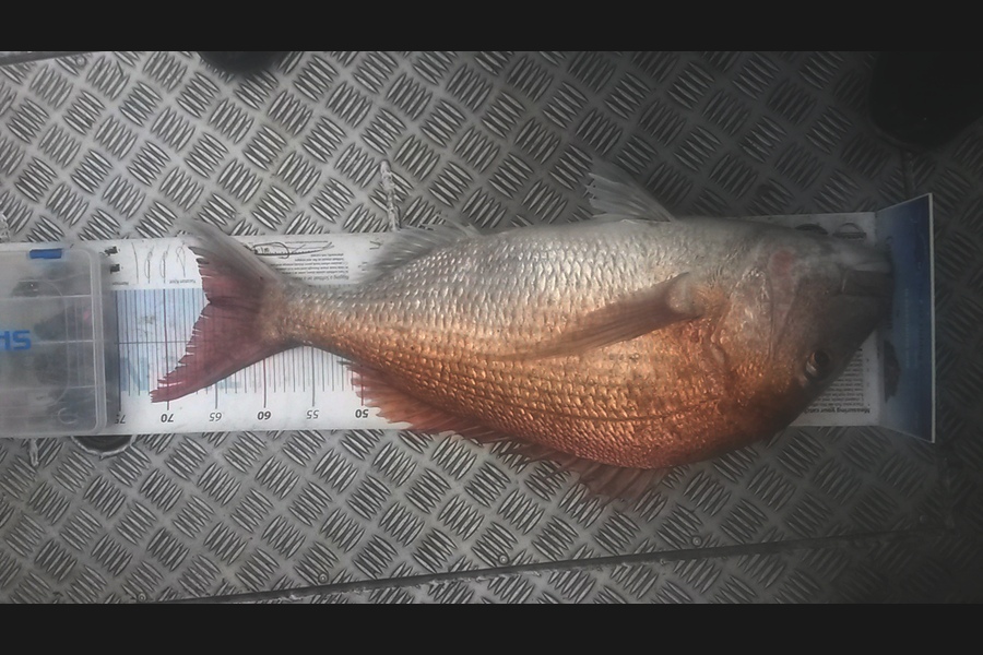 Mike  Johnston caught this 65.0cm Snapper at kapiti during The Export NZ Fishing Competition