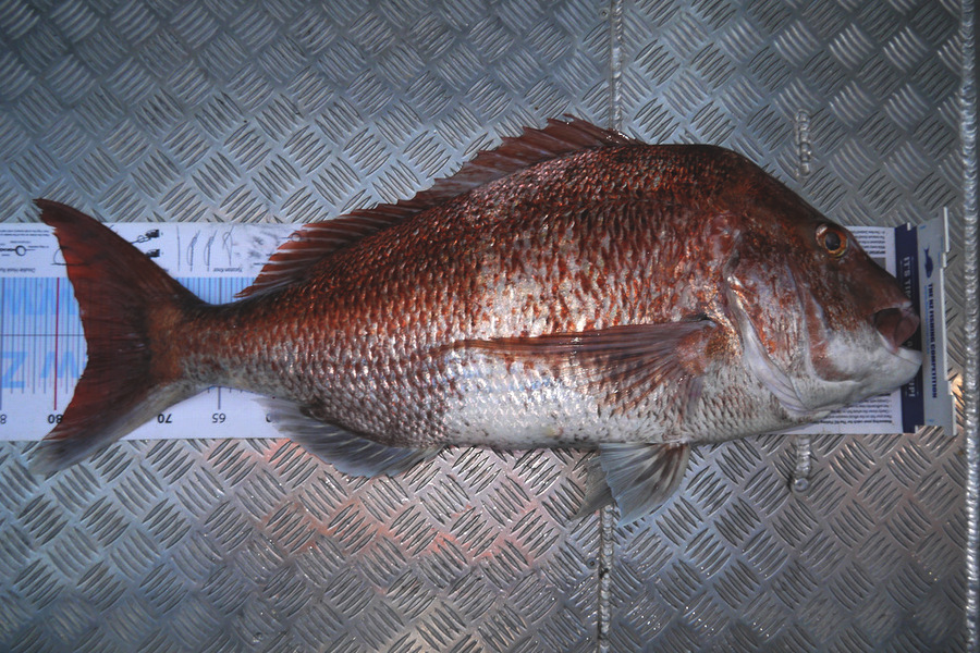 Jesse Crasborn caught this 77.0cm Snapper at D'Urville Island during The Export NZ Fishing Competition