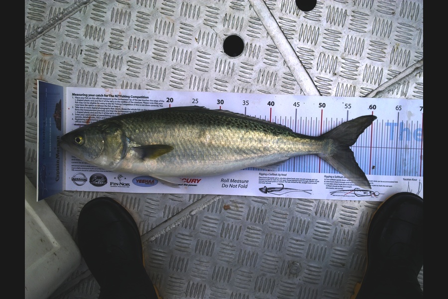 Richard Davies caught this 55.5cm Kahawai at welly harbour during The Export NZ Fishing Competition