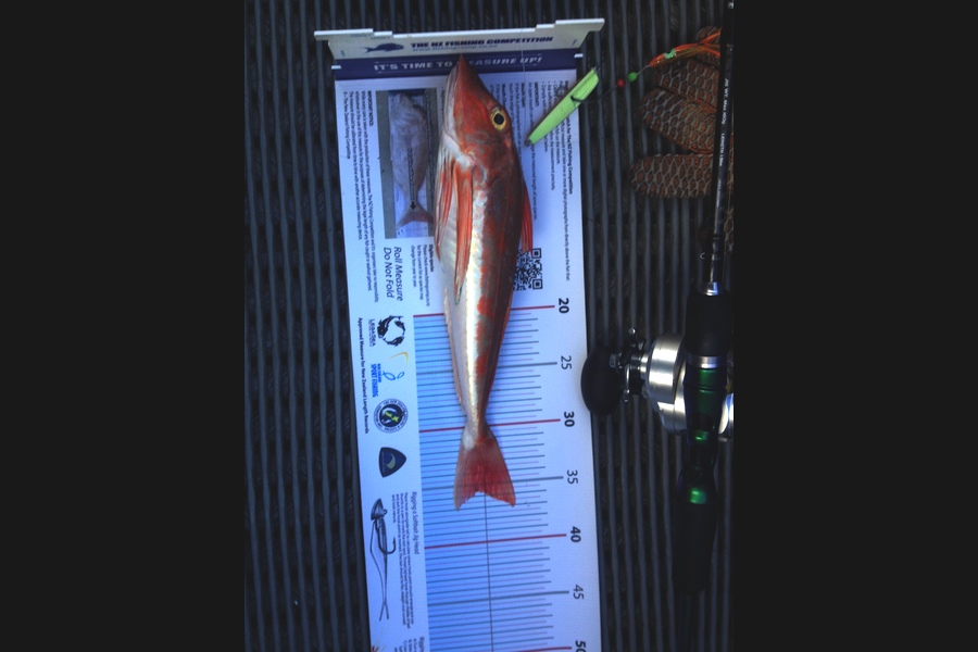Greg Watkins caught this 35.5cm Gurnard at hauraki gulf during The Export NZ Fishing Competition
