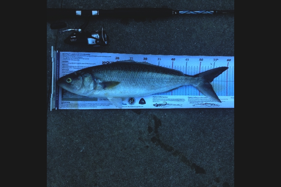 Janet Attwood caught this 53.5cm Kahawai at Matapouri during The Export NZ Fishing Competition
