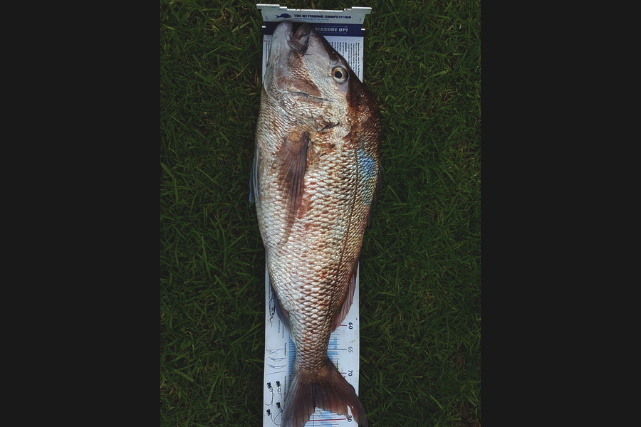Mark Sorensen caught this 77.0cm Snapper at Boi during The Export NZ Fishing Competition